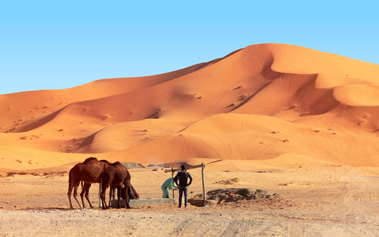 desert, camel, camels-4992505.jpg