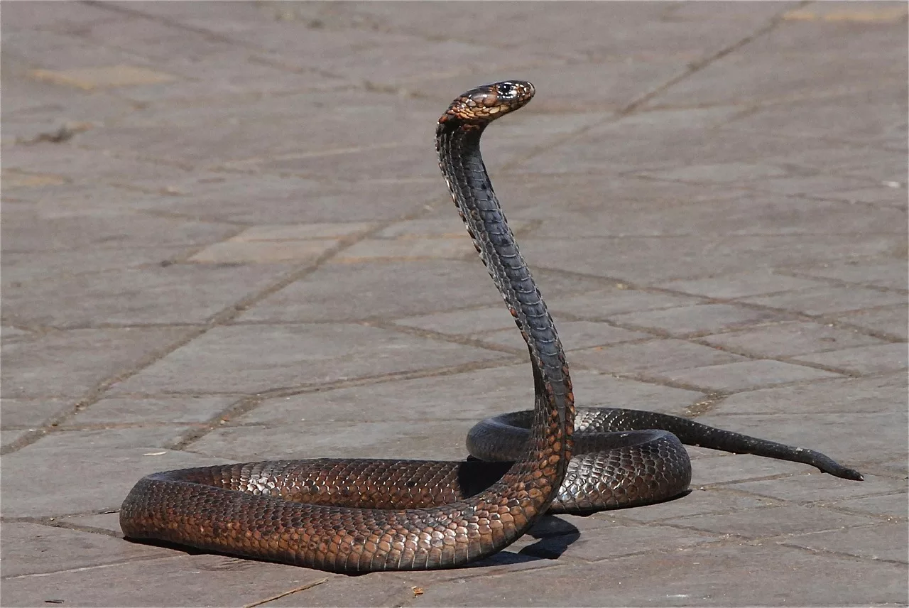 snake, morocco, snake charmer-1758994.jpg